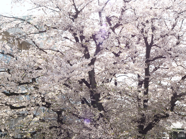 s-P4110415