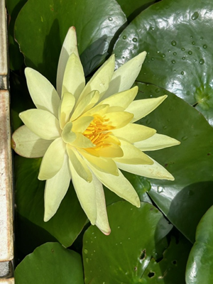 s-image2